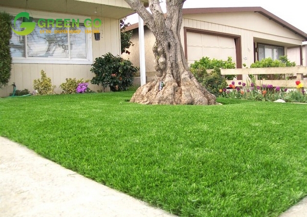 độ phổ biến của thảm cỏ nhân tạo