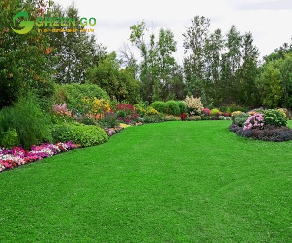 độ phổ biến của thảm cỏ nhân tạo 1