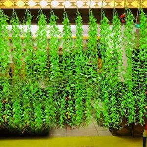 Cỏ trang trí cúc tần rủ