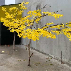 Lá ngân hạnh vàng