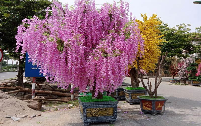 Hoa tử đằng - Ảnh 4