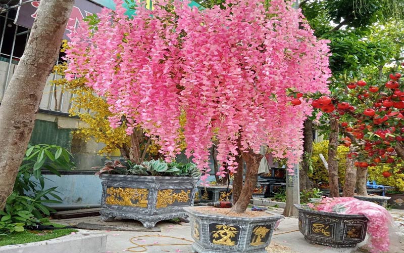 Hoa tử đằng - Ảnh 2