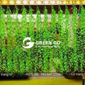 Cỏ trang trí cúc tần rủ
