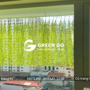 Cỏ trang trí cúc tần rủ