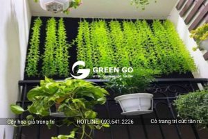 Cỏ trang trí cúc tần rủ