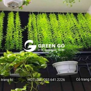 Cỏ trang trí cúc tần rủ