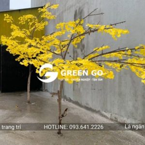 Alternative view of Lá ngân hạnh vàng