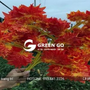 Alternative view of Lá phong to